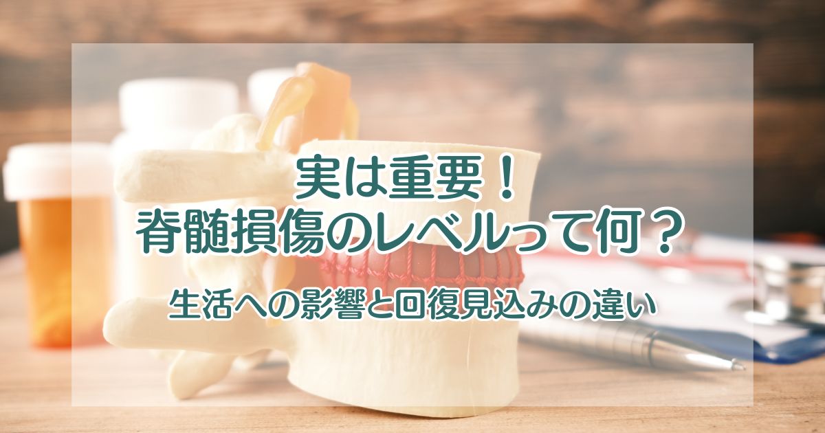 実は重要！脊髄損傷のレベルとは【生活への影響と回復見込みの違い】